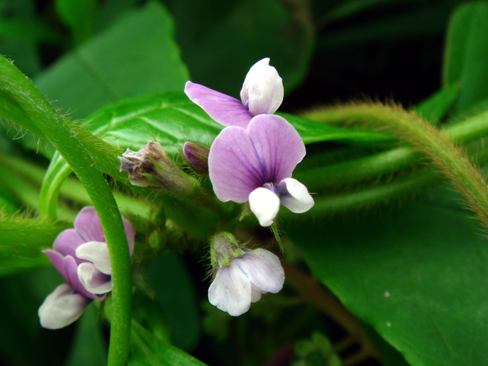 Glycine Soja Siebold Zuccarini